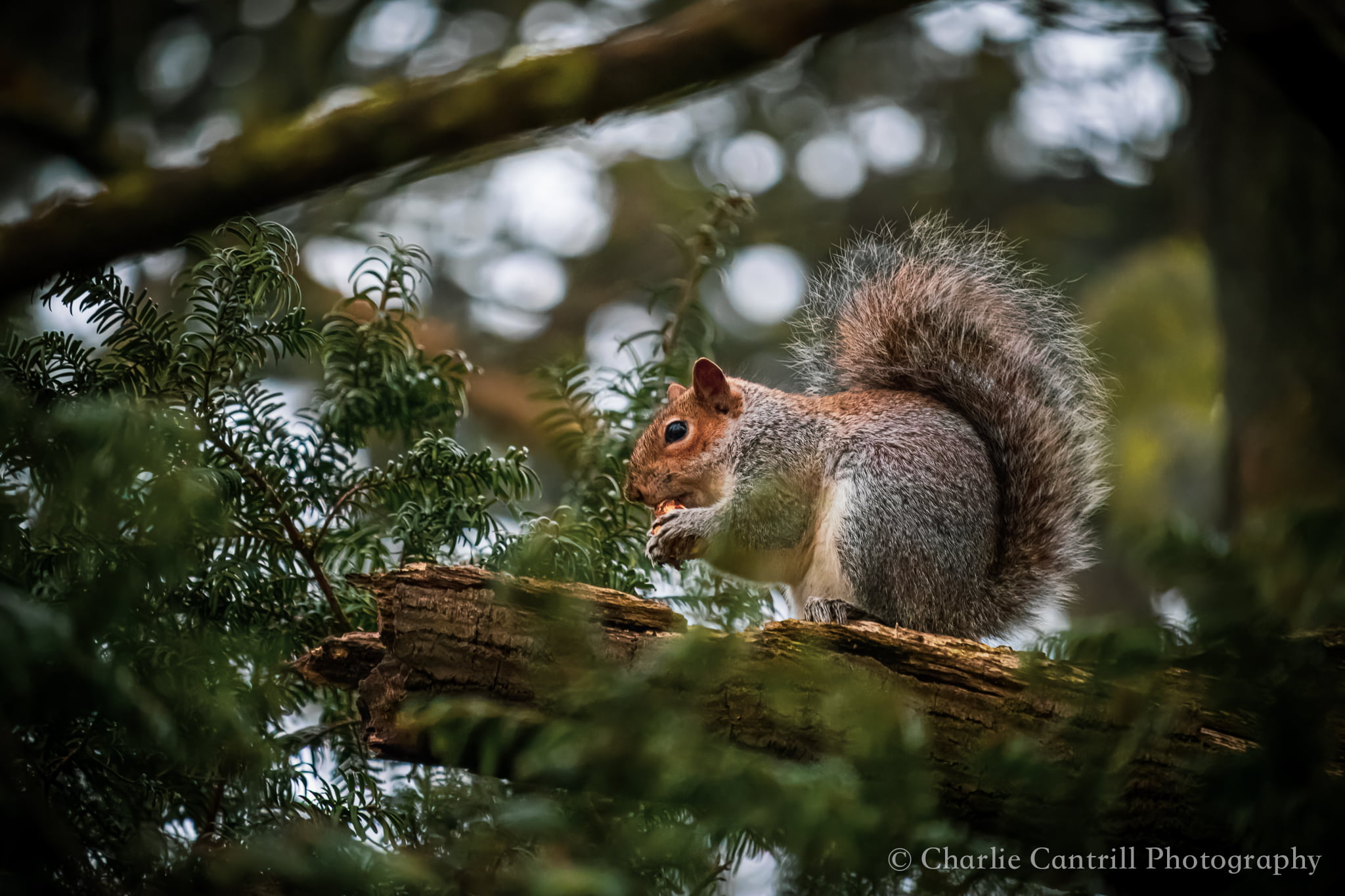 Grey squirrel nibbling on food in tree